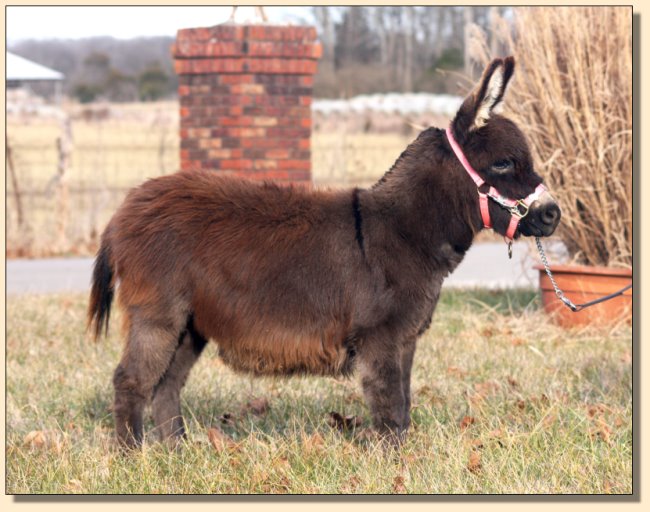 Malakai My Fair Lady