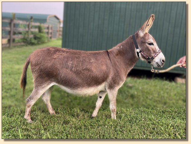 reathorn Shining Like a Ruby, dark red frosty brood jennet at Half Ass Acres.
