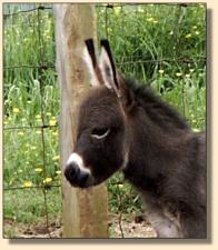 HAA Sweet As M0-Lasses